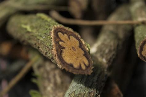 Amazon’s Elixir: The Traditional Use of Ayahuasca.